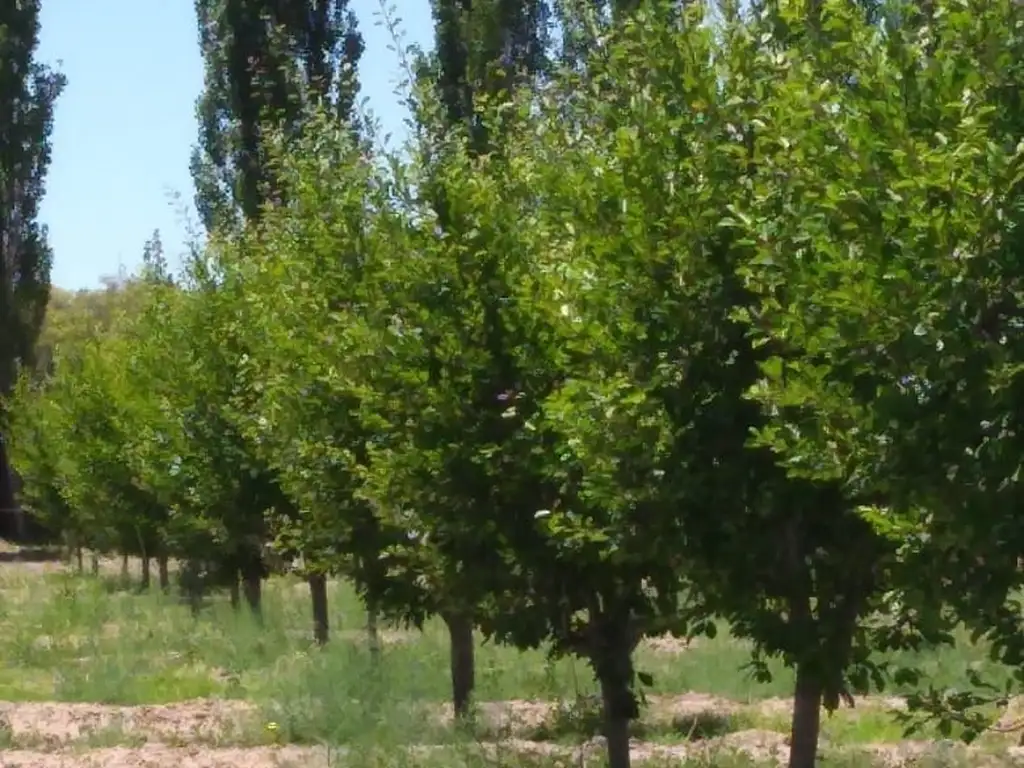 ¡Excelente Inversion en San Rafael, Mendoza!