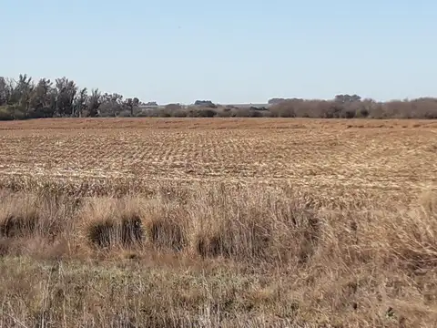 Campo en  Venta 59ha. sobre Cruz Alta- Arteaga