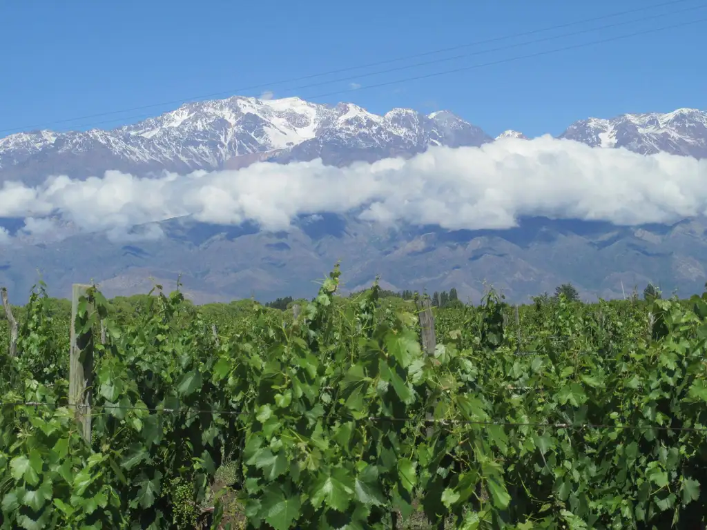 Finca viñedos en Venta en La Consulta Valle de Uco