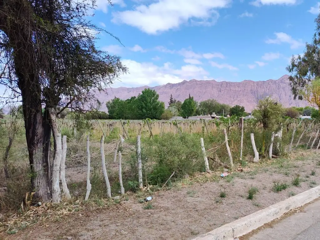 VENTA 2 HECTAREAS CON VIÑAS- VINCHINA