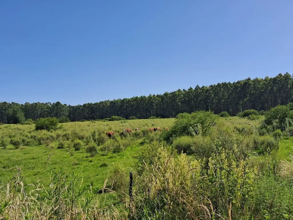 Campo en Los Charruas