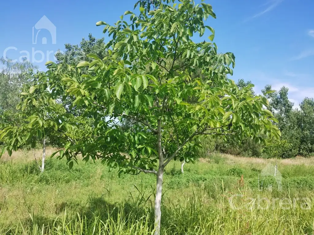 Venta de campo en San Rafael, Mendoza