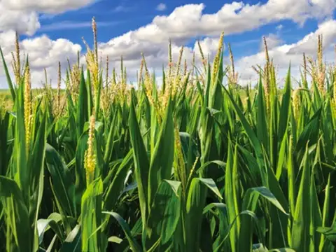 GALVEZ, SANTA FE ARGENTINA, 200 HECT AGRICOLAS EN VENTA