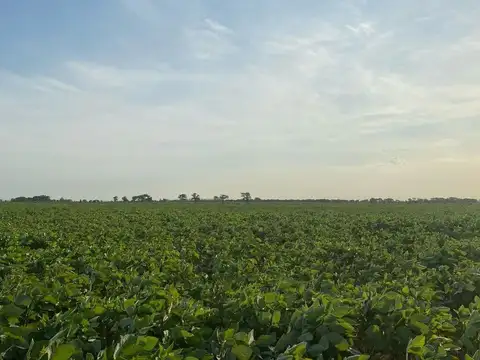 VENTA / CAMPO AGRICOLA 32 HA / AURELIA / SANTA FE