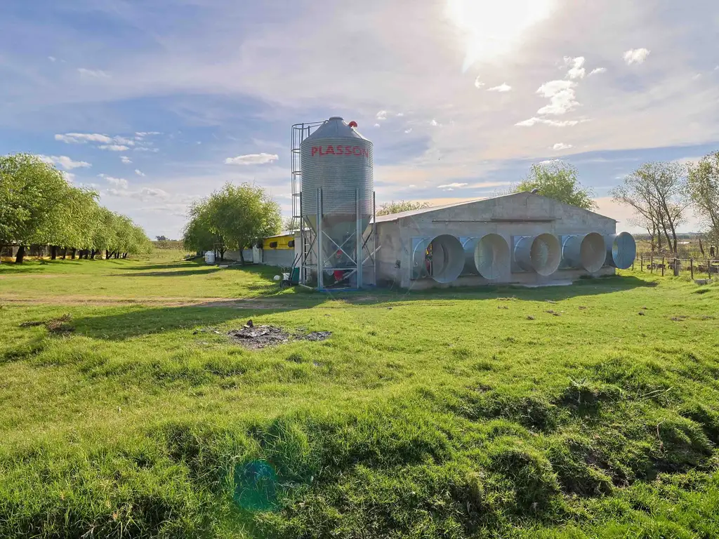 VENTA GRANJA AVÍCOLA DE 18 HECTÁREAS, SAN JACINTO