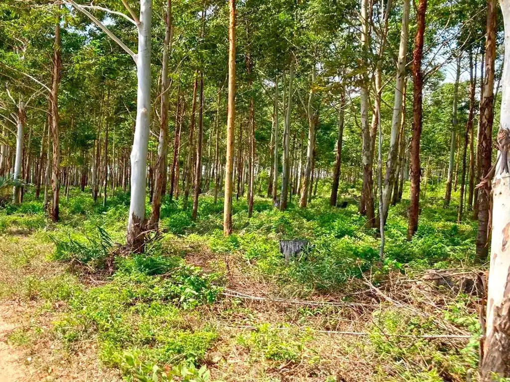 Campo de 1074 Has en la Provincia de Corrientes