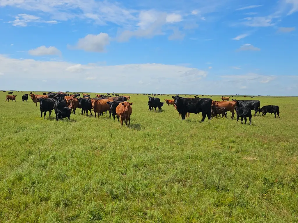 1.854 Has. Campo Ganadero en Maipú