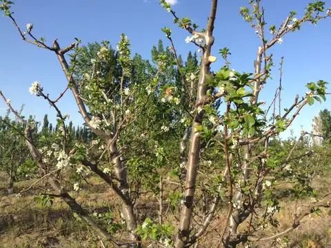 FINCA CON PRODUCCIÓN San Rafael Mendoza