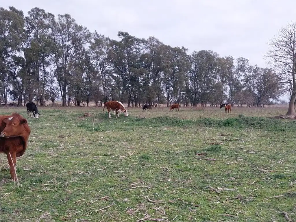 CHACRA EN VIRREY DEL PINO