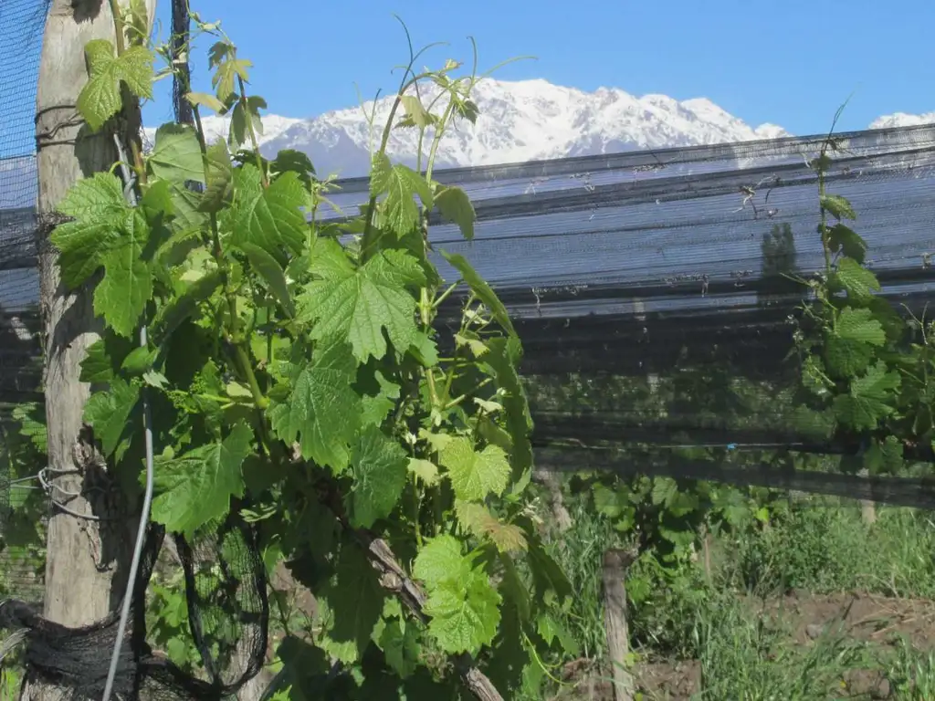 Finca Viñedos en Venta Altamira Valle de Uco