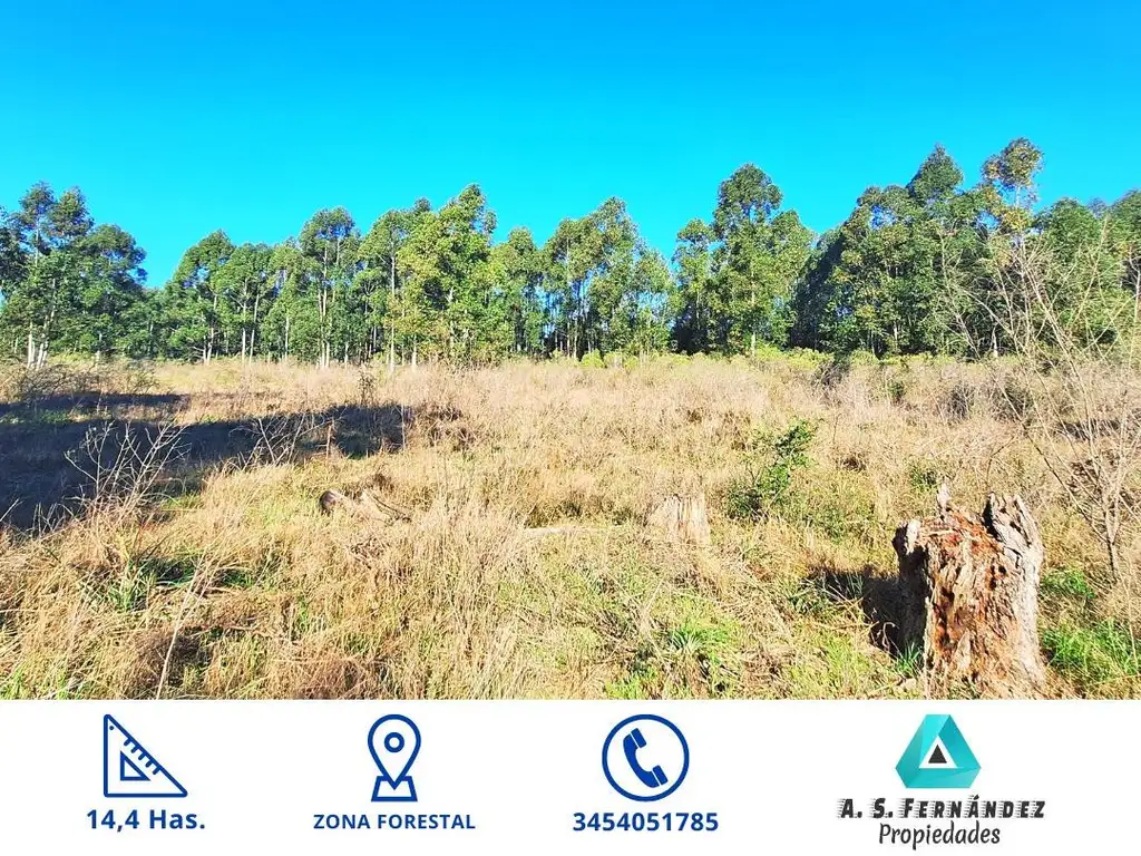 CAMPO FORESTAL CON ALGO DE MADERA PARA CORTAR