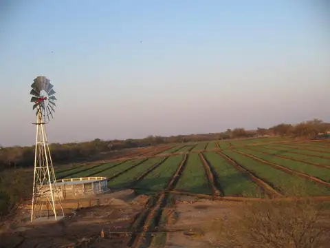 SE VENDE CAMPO DE 30 HA EN CRUZ DEL EJE ( LOS HORMIGUEROS) + 2 CASAS