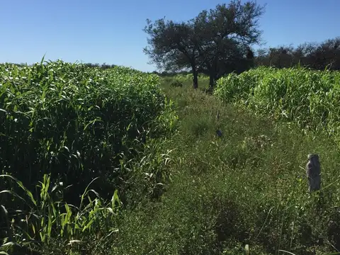 OPRTUNIDAD VENDO CAMPO GANADERO  98 HECTAREAS (ZONA SOLEDAD, SANTA FE)