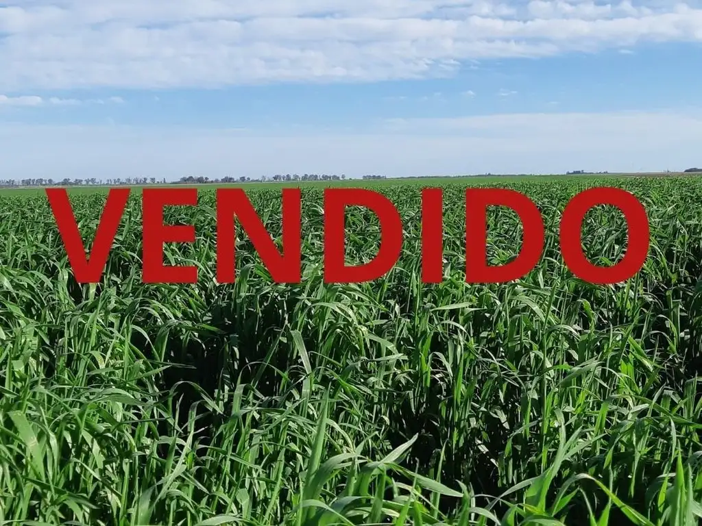 Excelente campo agrícola 100 % apto automatización zona El Potrero