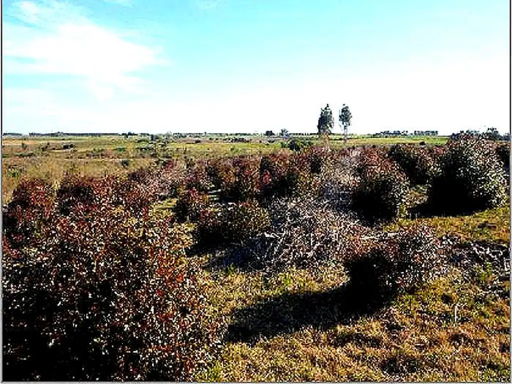 Campo explotacion forestal -Lavalleja, Uruguay-Financiacion 50%