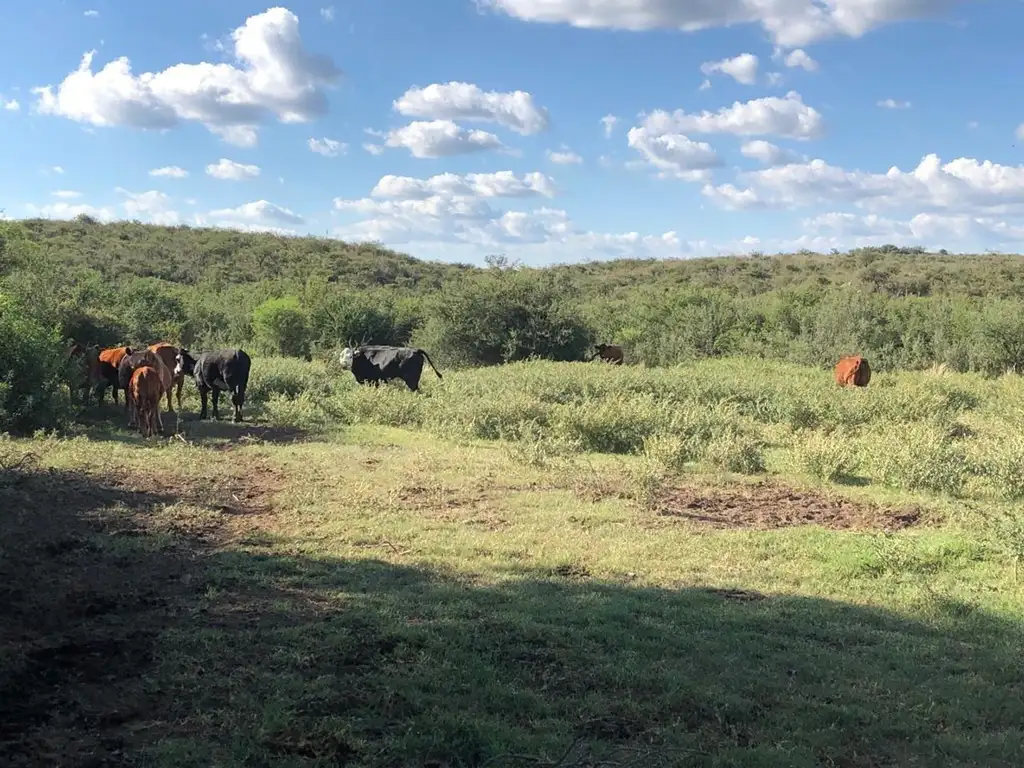 Campo en venta a 70 km de Merlo San Luis 417 hectáreas