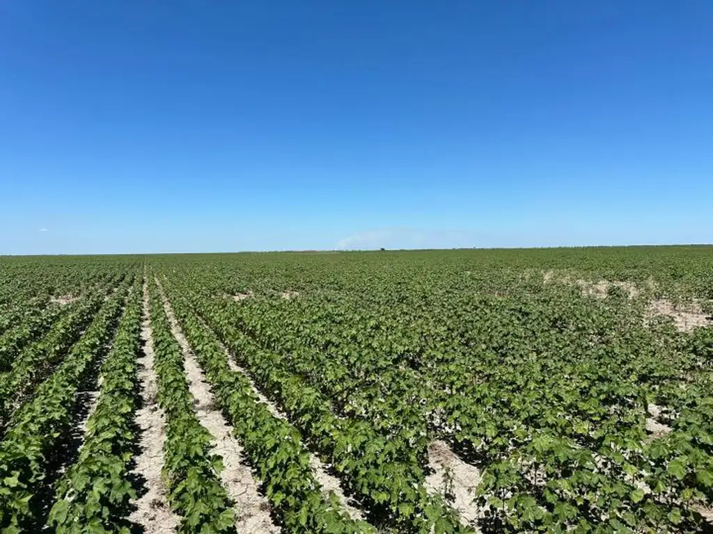 Venta Campo agrícola 800has, Bandera Bajada