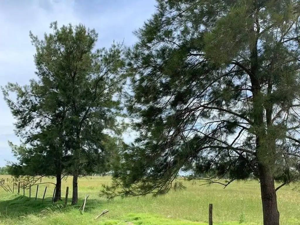 CAMPO EN VENTA, CHACRA DON LUIS, MERCEDES