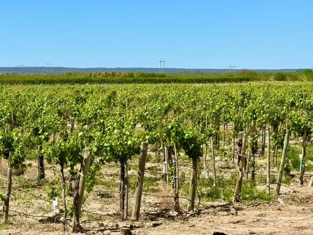 VENTA FINCA EN LUJAN DE CUYO