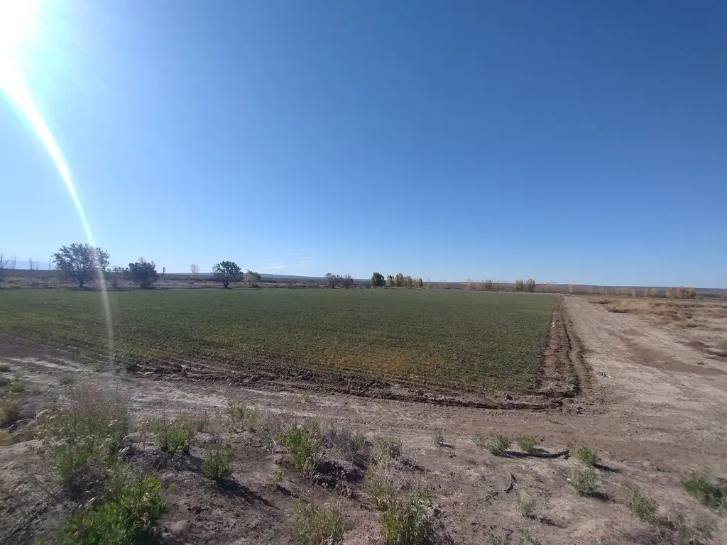 Finca en venta, Carrizal del medio, Lujan de Cuyo