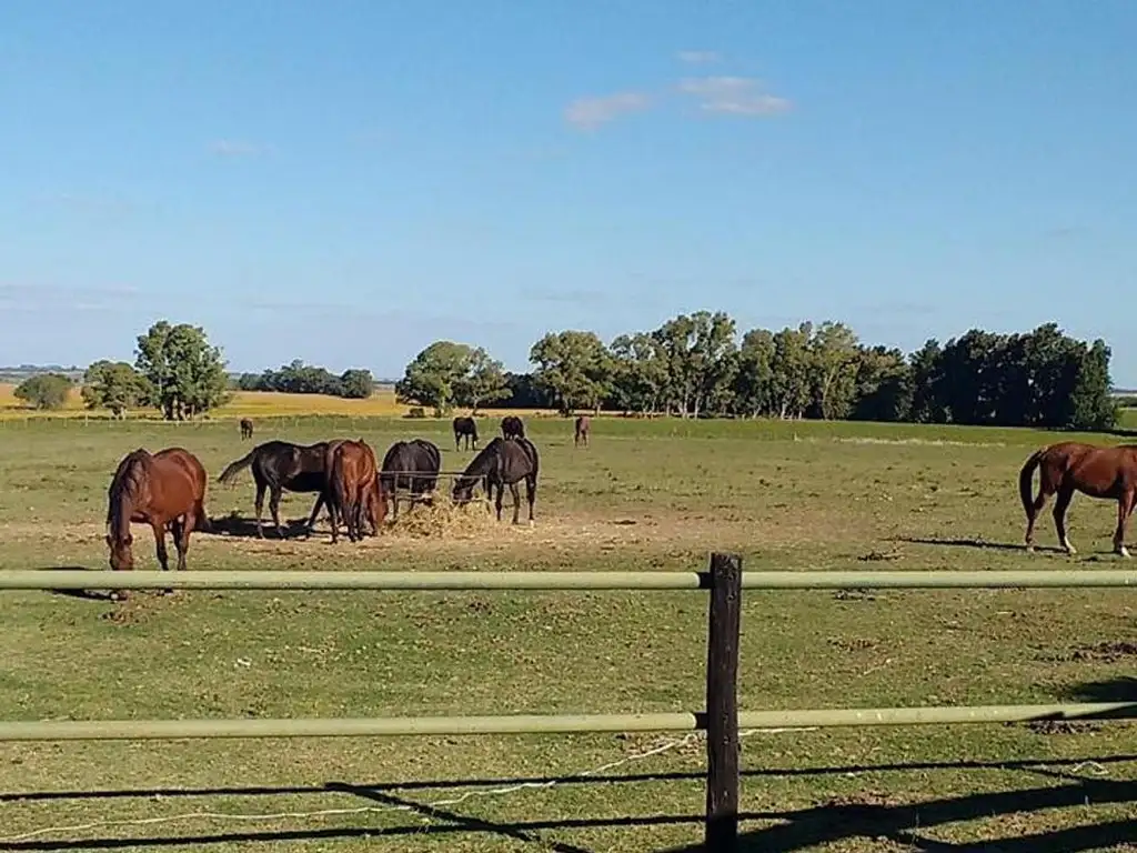 CASA DE CAMPO HARAS 7 hectáreas cerca de San Pedro