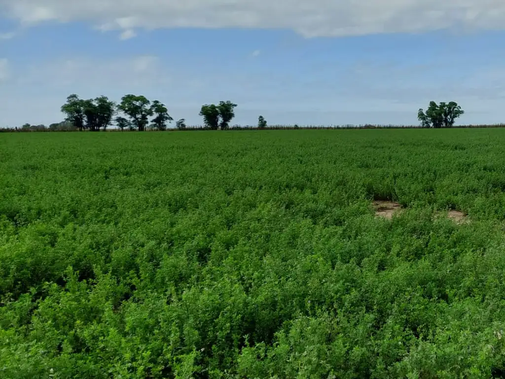 Campo en Hughes, Santa Fé