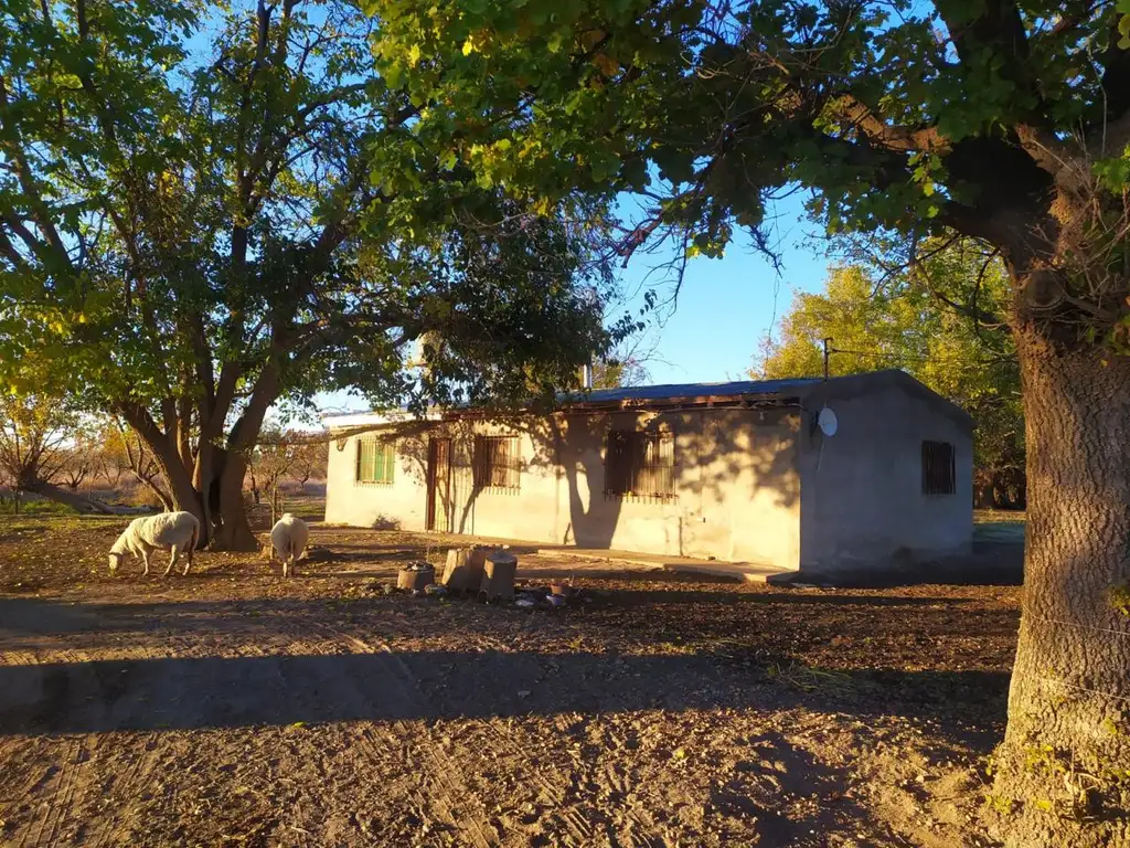 Finca de 5 Hectáreas en Colonia Elena, San Rafael Mendoza