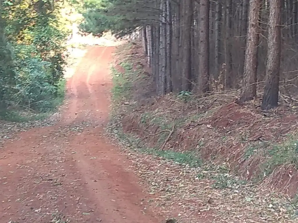 Campo de 30 Has con Pinos de 15 Años