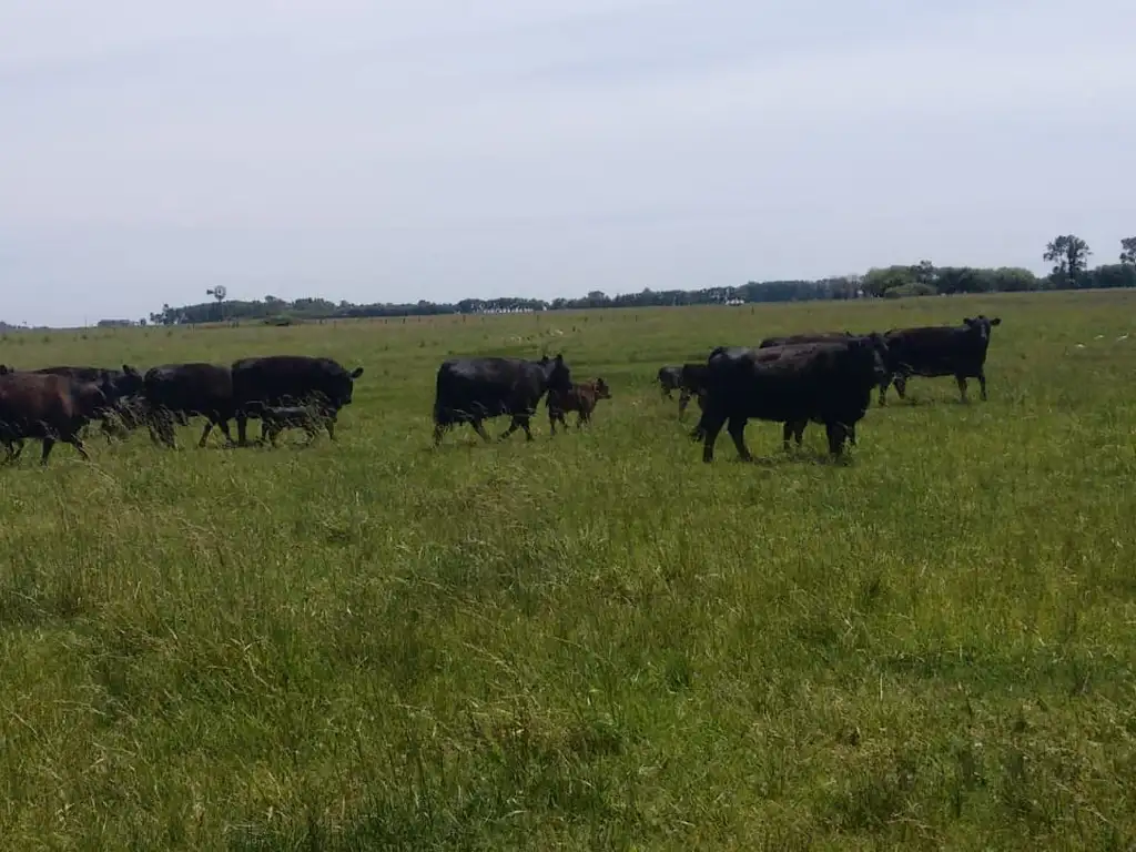 CAMPO DE 150 HA GANADERO DE MUY BUENA UBICACION