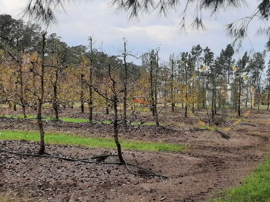 VENTA CHACRA, CAMPO PRODUCTIVO PROX. ATLANTIDA, PERAS Y LIMO