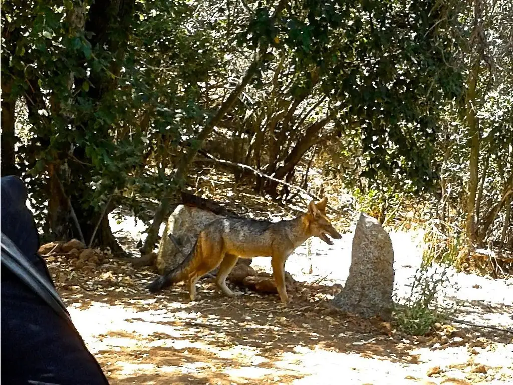 Lote en Curacaví, camino a Viña del Mar, Región Metropolitan