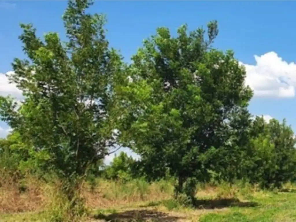 Chacra en venta en Islas Del Ibicuy, Villa Paranacito, Entre Rios