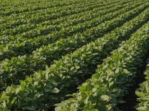Venta 60 Hectáreas campo 100% agrícola suelo 1