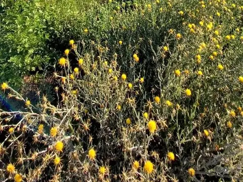 Terrenos en Cabildo-Jujuy-Catamarca-Saavedra, Toay