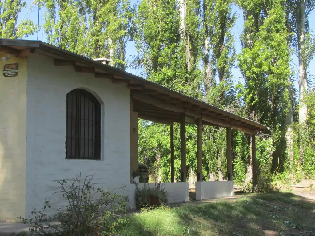 Venta Finca Olivos Ciruelas en San Rafael Mendoza