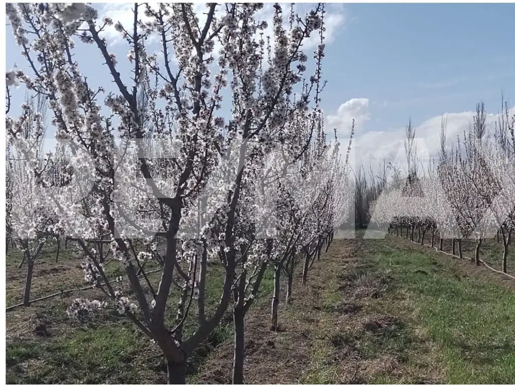 En Venta 7 Hectareas en produccion (ALMENDRAS)