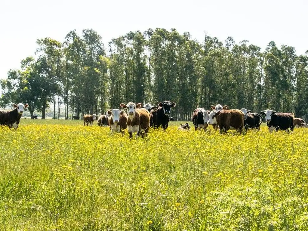 42 has Campo Ganadero en Coronda