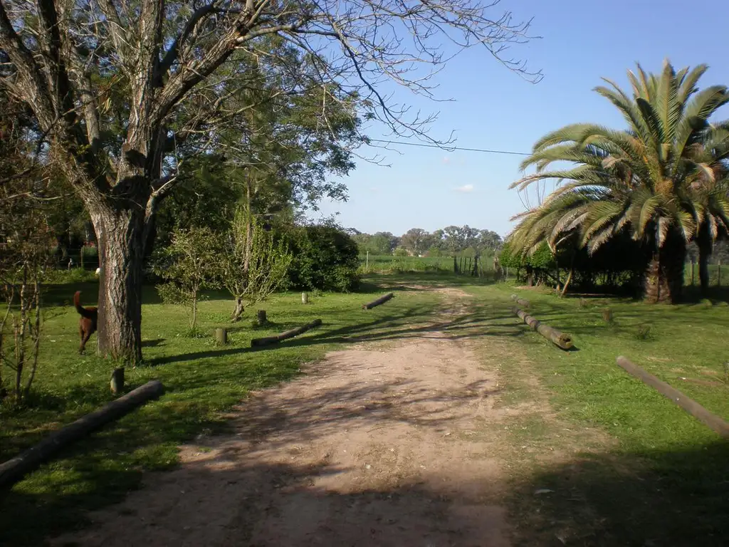 Campo - Olivera