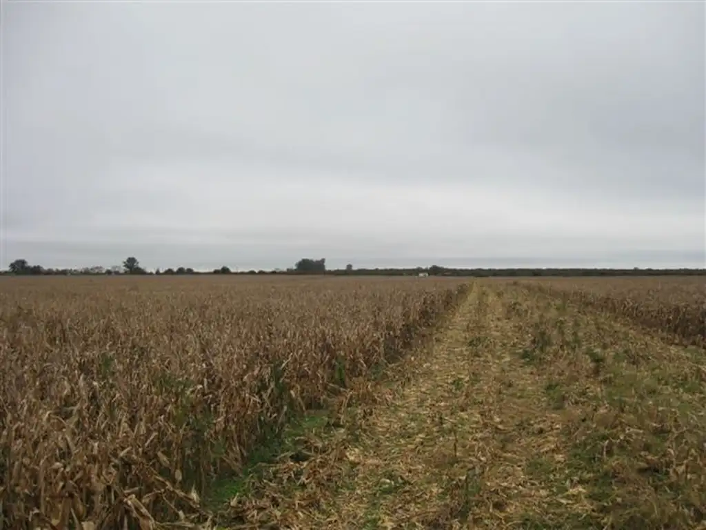 CAMPO AGRICOLA GANADERO