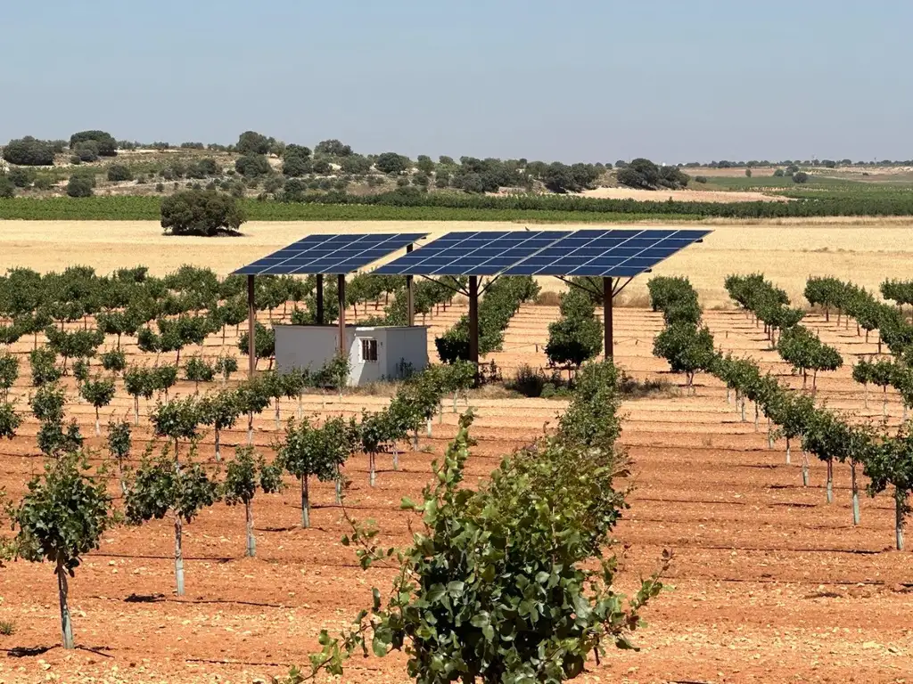 Campo de Pistachos en Mota del Cuervo, Cuenca