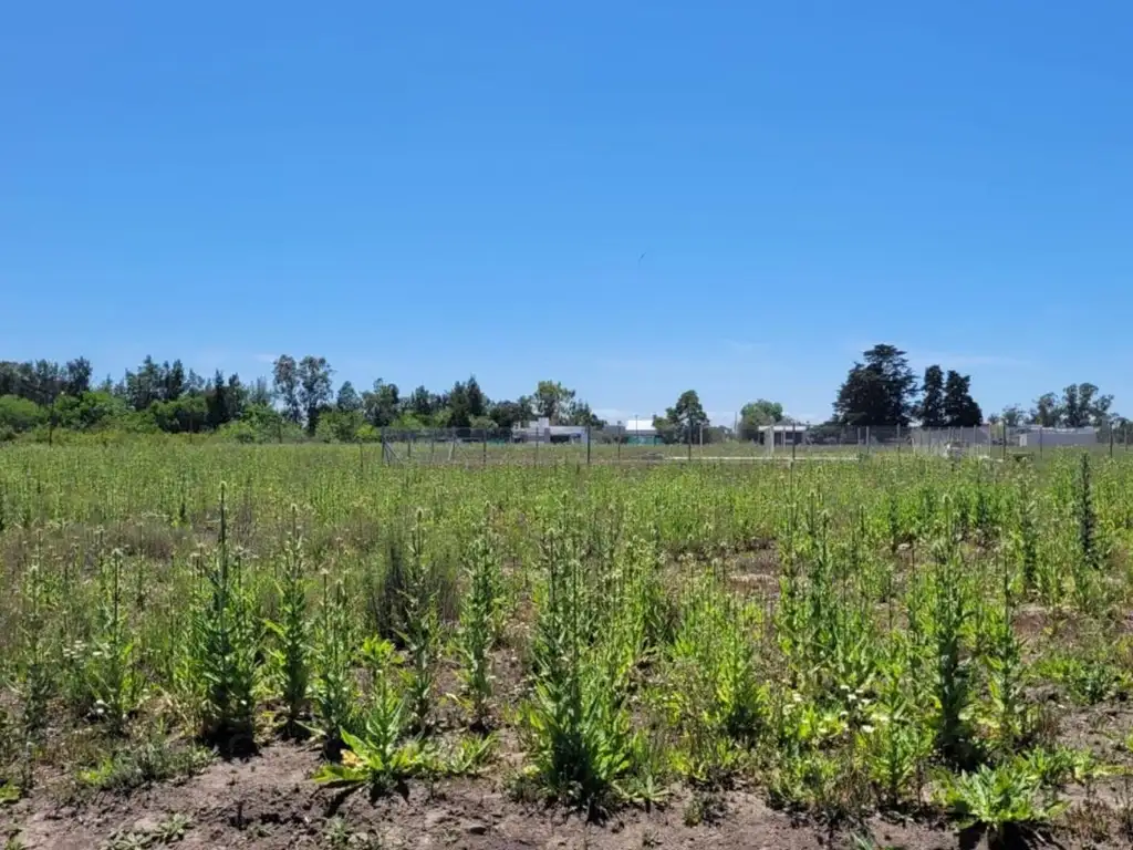 Lotes en 21 e 652 y 653, Don Carmelo, Sicardi.