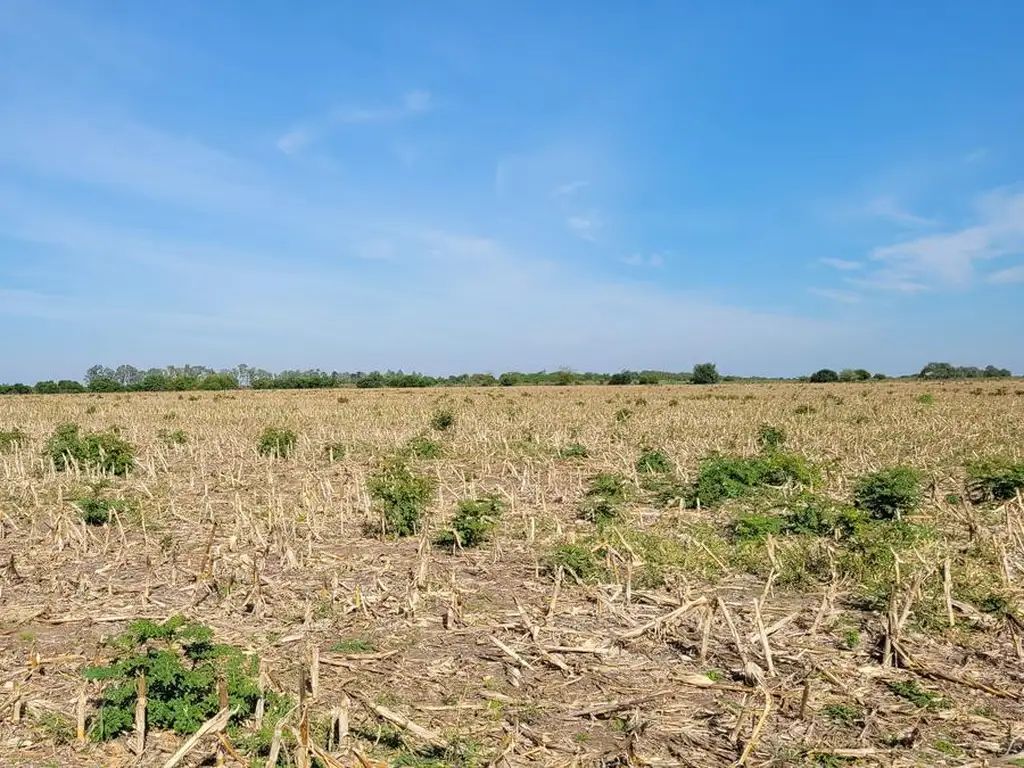 Campo 63 Has. Palavecino Gualeguaychú