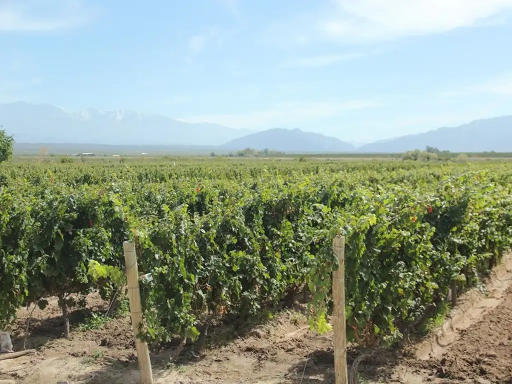 Venta de Finca con viñedos en Luján de Cuyo