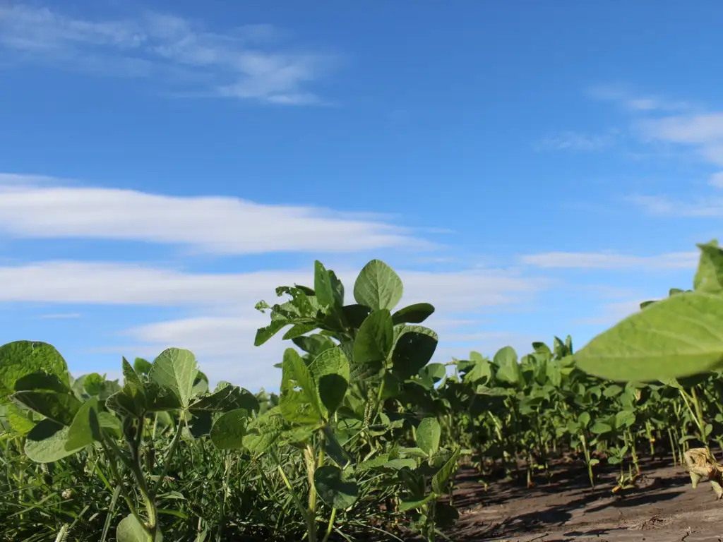 280 ha agrícolas sin mejoras