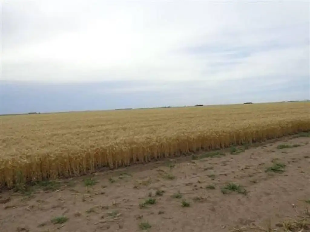 Campo  en Alquiler en Alpachiri, Guatrache, La Pampa