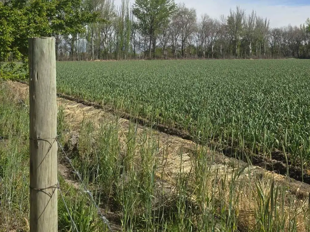 FINCA DE 100 HECTAREAS EN TUNUYAN