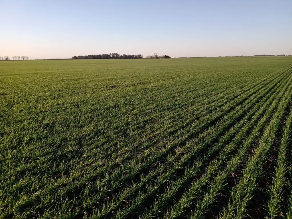 POR PEDIDOS CONCRETOS NECESITAMOS CAMPOS AGRÍCOLAS Y/O GANADEROS EN TODO EL PÁIS