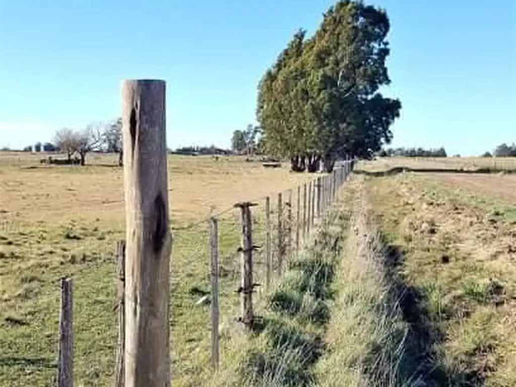 Campo - Benito Juarez