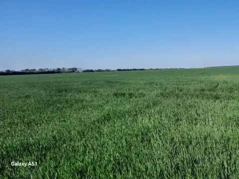 VENDO 100 HECTAREAS  AGRICOLA  EN LA PELADA SANTA FE (acceso por ripio )