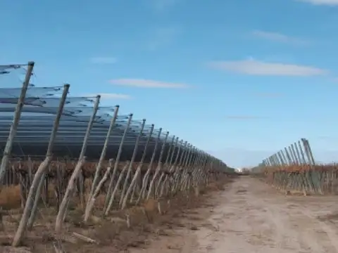 Finca y Bodega en venta 